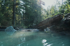 Baker-hot-springs-perksofbeinga_wildflower-2