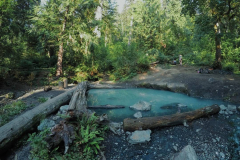 Baker-hot-springs-perksofbeinga_wildflower-3