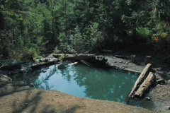 Baker-hot-springs-perksofbeinga_wildflower