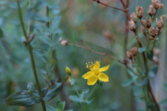 western_St-Johns_wort-scaled