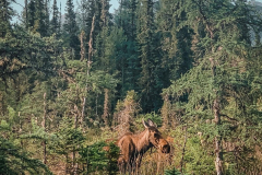 Liard-Hpot-Springs-@laceyiris