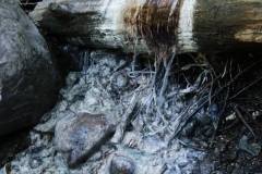 Olympic-Hot-Springs-perksofbeinga_wildflower-4