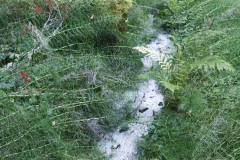 Olympic-Hot-Springs-perksofbeinga_wildflower-5