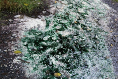 Olympic-Hot-Springs-perksofbeinga_wildflower-6