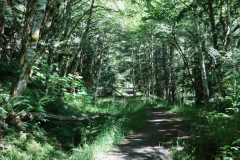 Olympic-Hot-Springs-perksofbeinga_wildflower