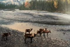 Prophet-River-Hot-Springs-1-e1617419807644